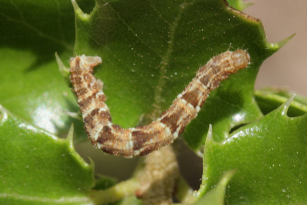 Eupithecia dodoneata: Bild 75