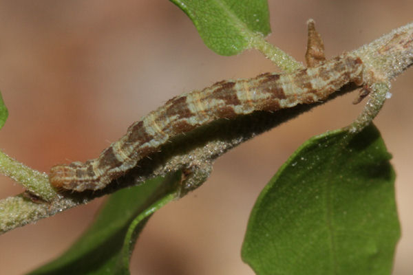 Eupithecia dodoneata: Bild 79