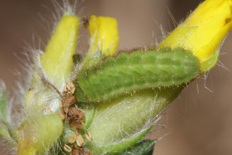 Callophrys rubi: Bild 3