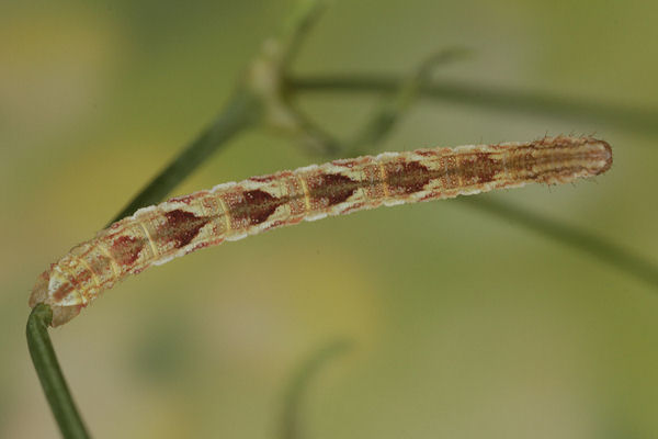Eupithecia satyrata: Bild 124