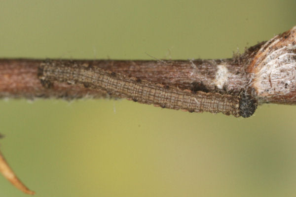Scotopteryx bipunctaria: Bild 13