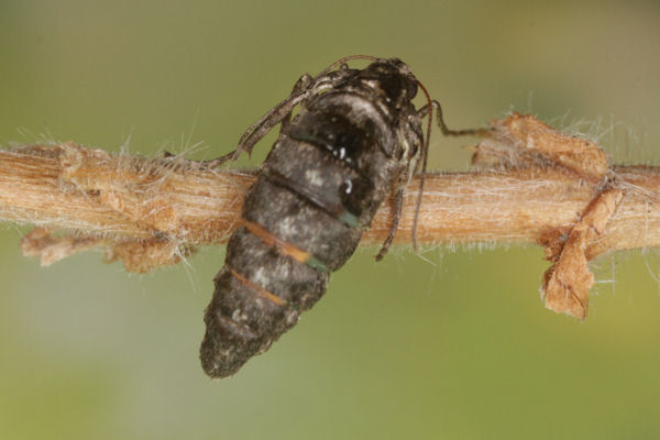Alsophila aescularia: Bild 32