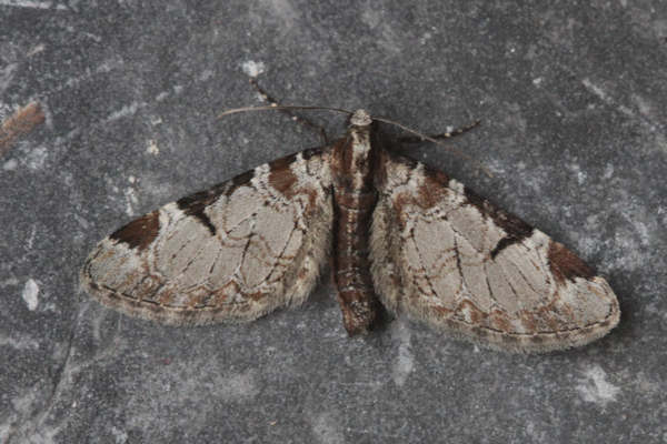 Eupithecia insigniata: Bild 24