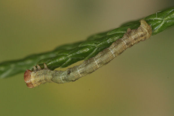 Eupithecia insigniata: Bild 38