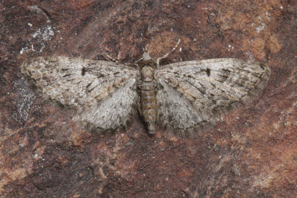 Eupithecia dodoneata: Bild 8