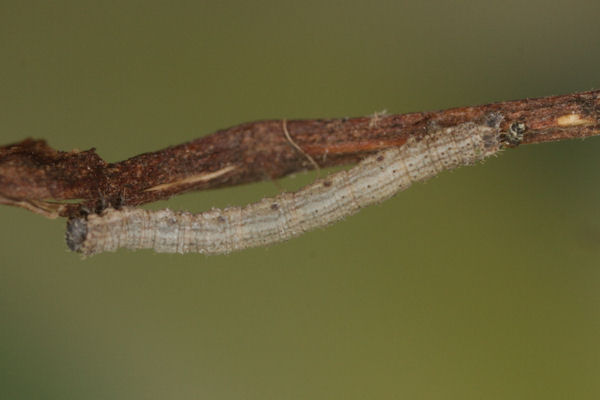 Scotopteryx bipunctaria: Bild 18