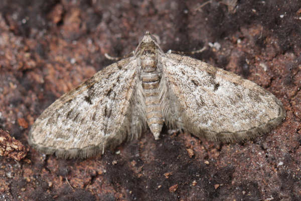 Eupithecia dodoneata: Bild 48