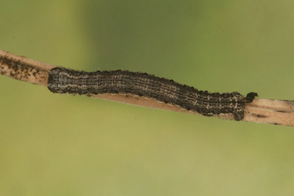 Scotopteryx octodurensis: Bild 48