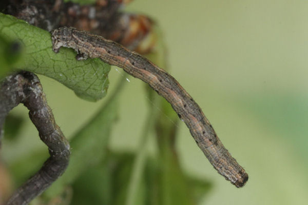 Crocallis tusciaria: Bild 17