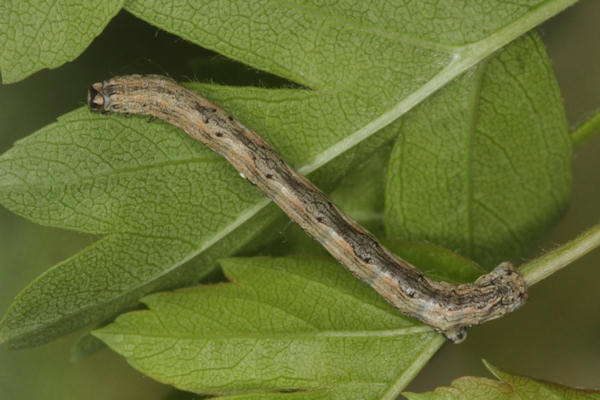 Crocallis tusciaria: Bild 21