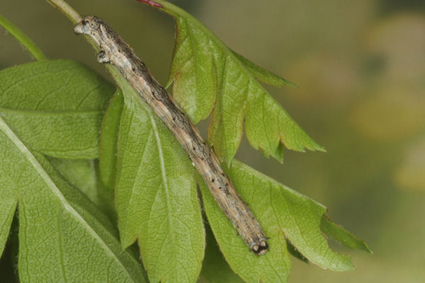 Crocallis tusciaria: Bild 22