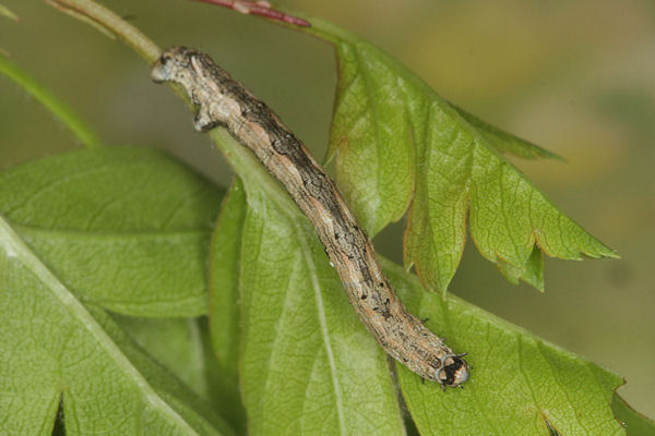 Crocallis tusciaria: Bild 23