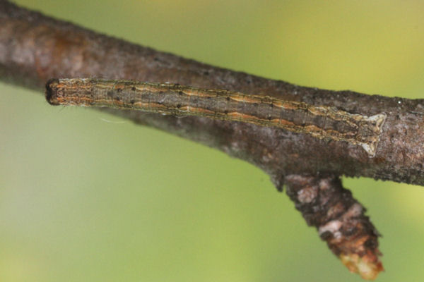 Crocallis tusciaria: Bild 26
