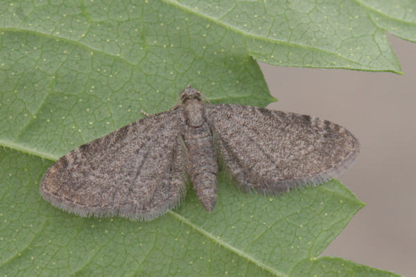 Eupithecia thalictrata: Bild 14