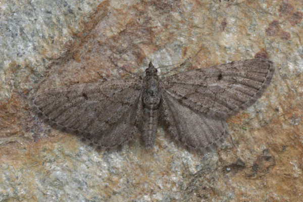 Eupithecia intricata: Bild 10
