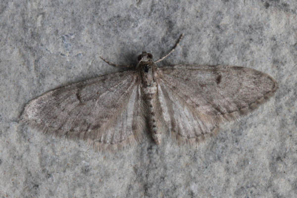 Eupithecia indigata: Bild 7