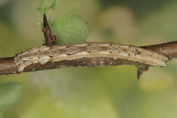 Crocallis tusciaria: Bild 34