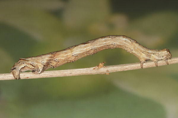 Crocallis elinguaria: Bild 35