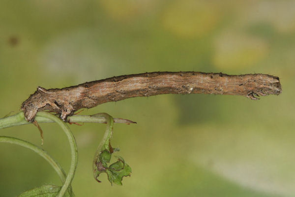 Crocallis tusciaria: Bild 35
