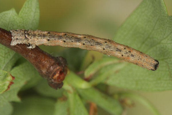 Crocallis tusciaria: Bild 38