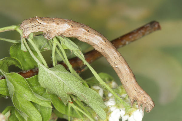 Crocallis tusciaria: Bild 51