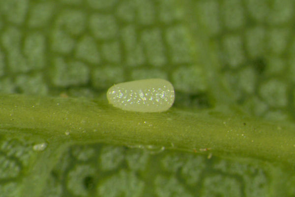 Cyclophora annularia: Bild 6