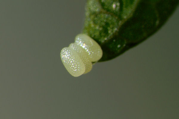 Cyclophora annularia: Bild 7