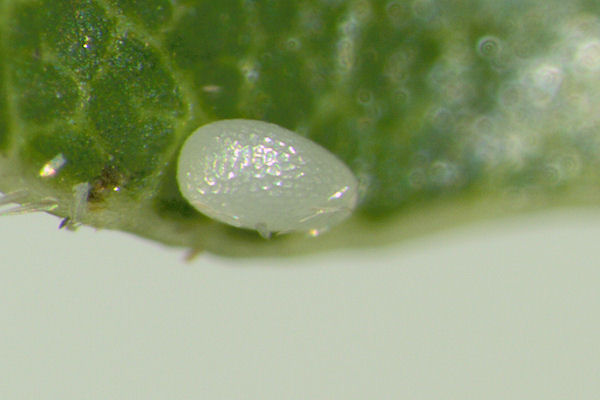 Cyclophora punctaria: Bild 2