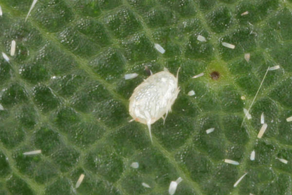 Cyclophora punctaria: Bild 4