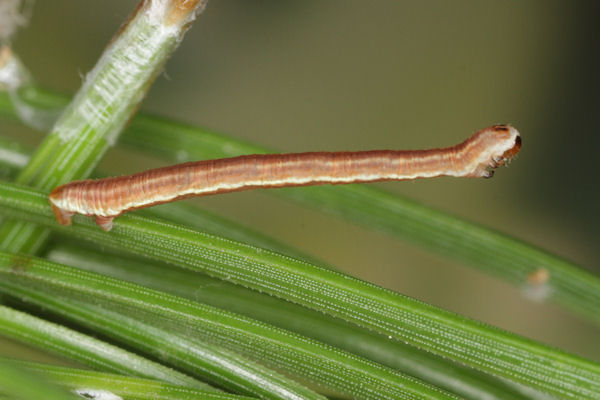 Eupithecia indigata: Bild 33