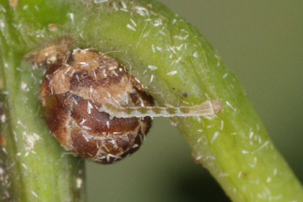 Cyclophora punctaria: Bild 6