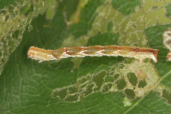 Cyclophora punctaria: Bild 19