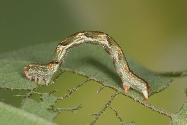 Cyclophora punctaria: Bild 30