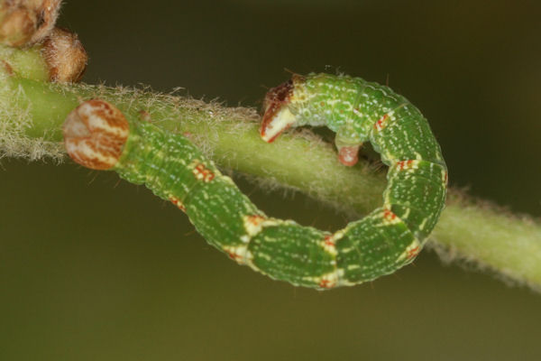 Cyclophora punctaria: Bild 38