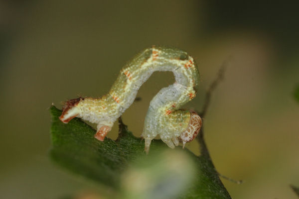 Cyclophora punctaria: Bild 40