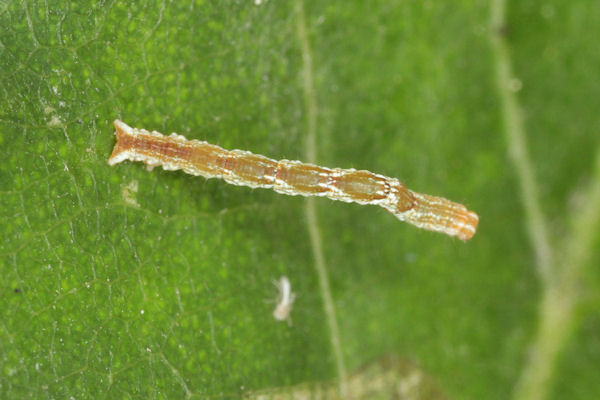 Cyclophora punctaria: Bild 21