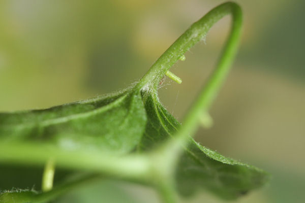 Hemistola chrysoprasaria: Bild 9