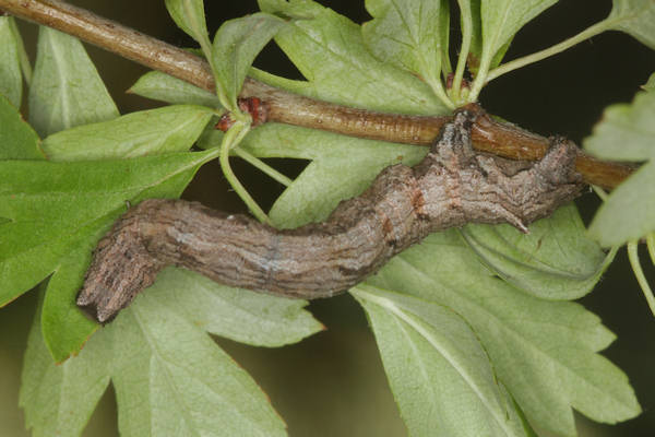 Crocallis tusciaria: Bild 54