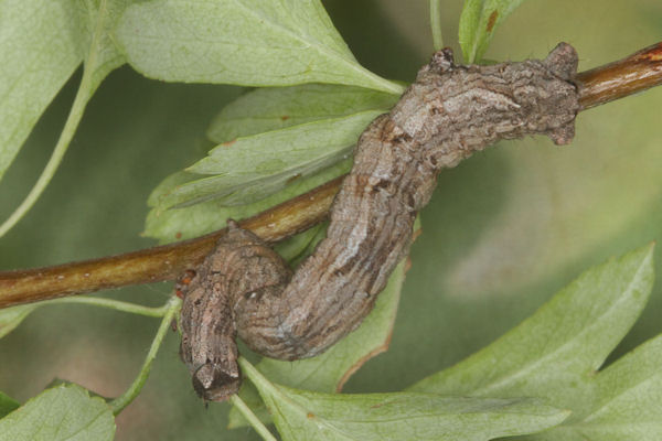 Crocallis tusciaria: Bild 56