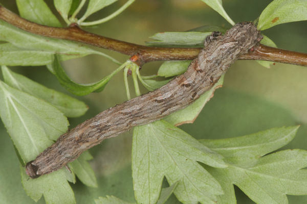 Crocallis tusciaria: Bild 57