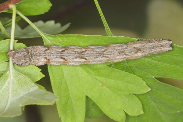 Crocallis tusciaria: Bild 58