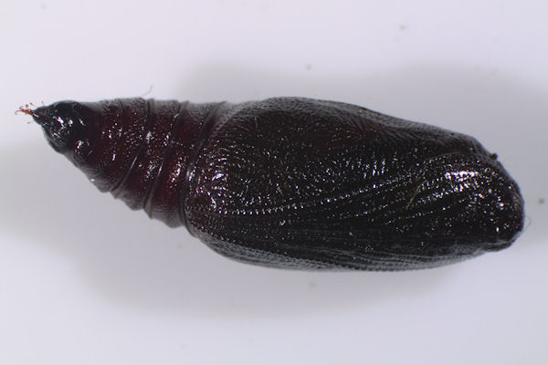 Pseudopanthera macularia: Bild 47