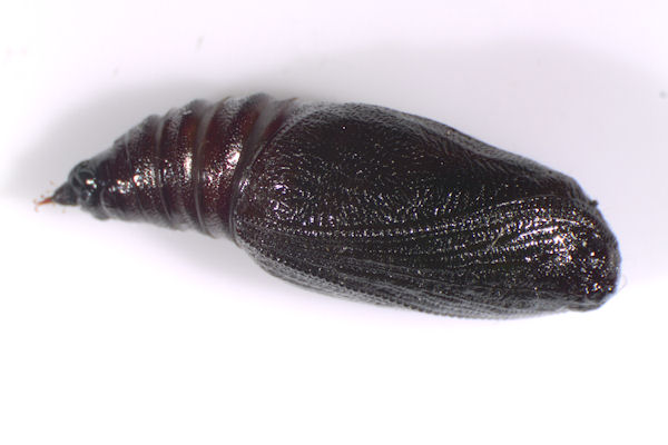 Pseudopanthera macularia: Bild 49