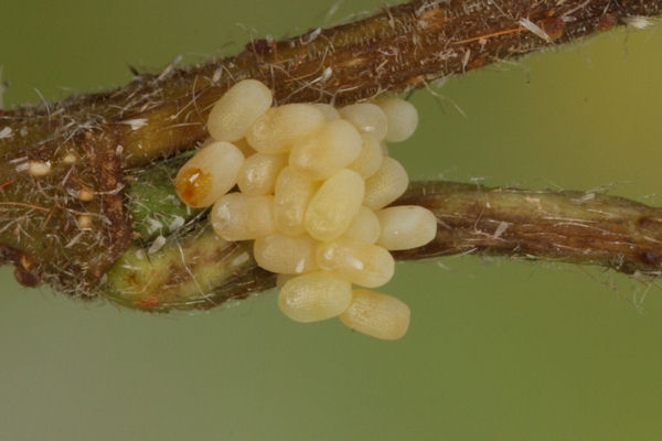 Biston betularia alexandrina: Bild 3