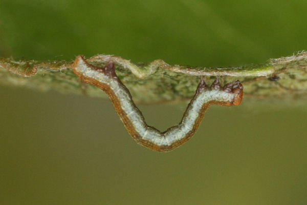 Biston betularia alexandrina: Bild 10