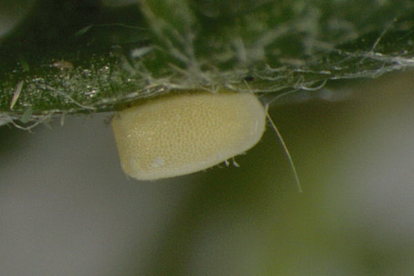 Antonechloris smaragdaria: Bild 3