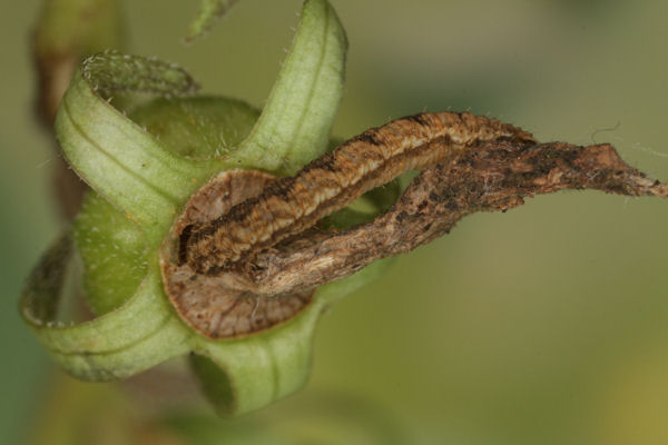 Eupithecia denotata: Bild 5