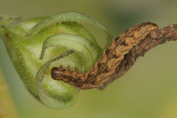 Eupithecia denotata: Bild 7
