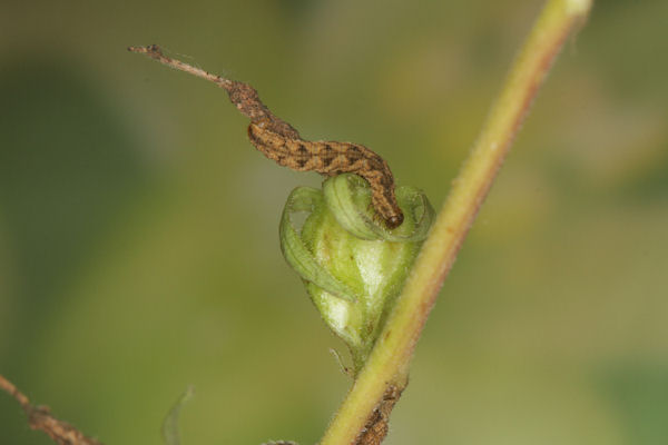 Eupithecia denotata: Bild 8