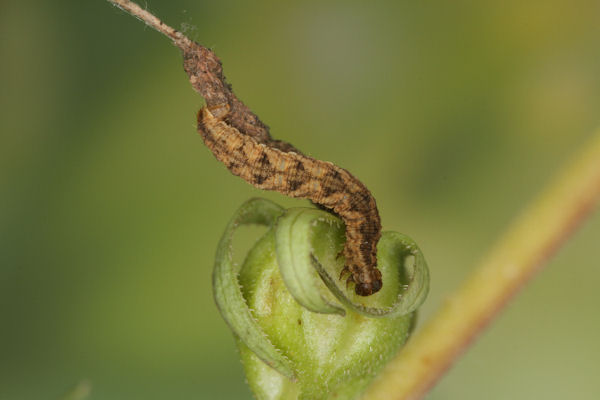 Eupithecia denotata: Bild 9